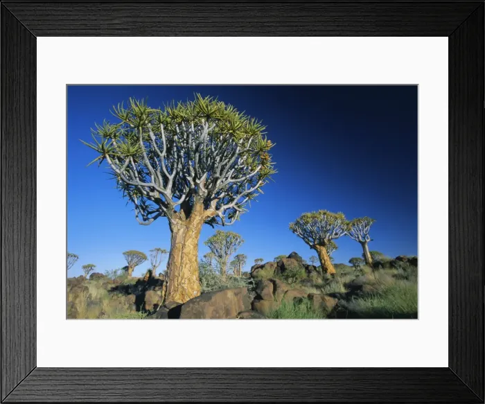 Framed Print : Quivertrees (kokerbooms) in the Quivertree Forest (Kokerboomwoud) Framed Print : Quivertrees (kokerbooms) in the Quivertree Forest (Kokerboomwoud)