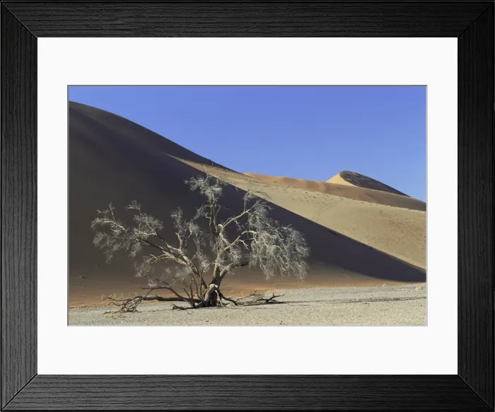 Framed Print : Tree and sand dune near Sesriem Framed Print : Tree and sand dune near Sesriem
