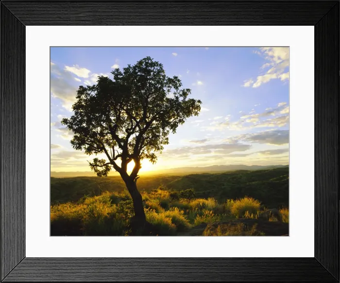 Framed Print : Tree in silhouette at sunrise Framed Print : Tree in silhouette at sunrise