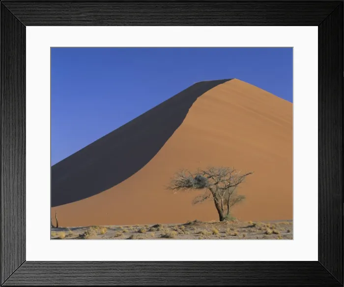 Framed Print : Tree and sand dune Framed Print : Tree and sand dune