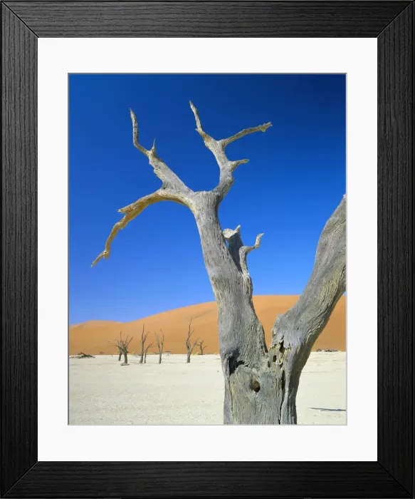 Framed Print : Dead trees and sun-baked pan Framed Print : Dead trees and sun-baked pan