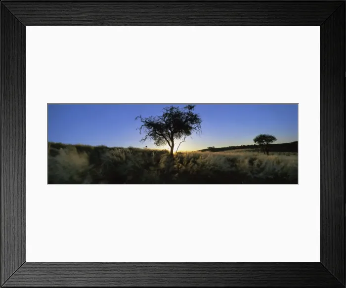 Framed Print : Trees in silhouette Framed Print : Trees in silhouette