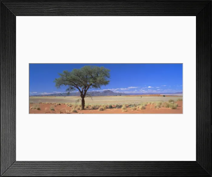 Framed Print : Camel thorn tree in desert landscape Framed Print : Camel thorn tree in desert landscape
