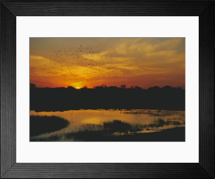 Framed Print : Waterhole at sunset Framed Print : Waterhole at sunset