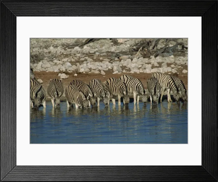 Framed Print : Zebra at a waterhole Framed Print : Zebra at a waterhole