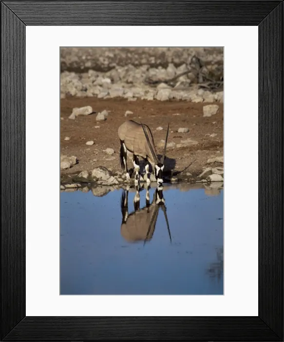 Framed Print : Oryx at waterhole Framed Print : Oryx at waterhole