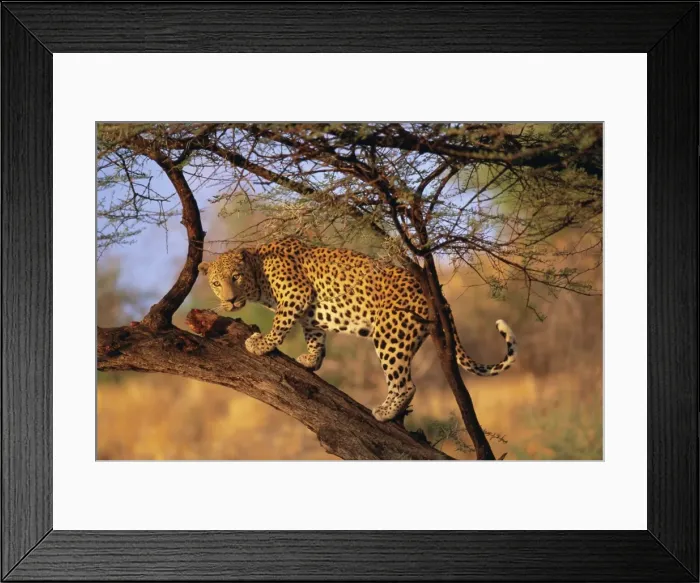Framed Print : Leopard (Panthera pardus) in a tree Framed Print : Leopard (Panthera pardus) in a tree