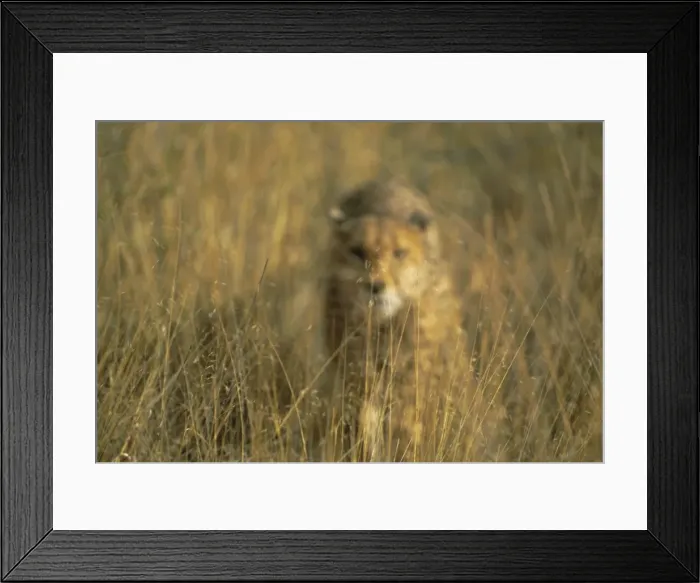 Framed Print : Cheetah stalking Framed Print : Cheetah stalking