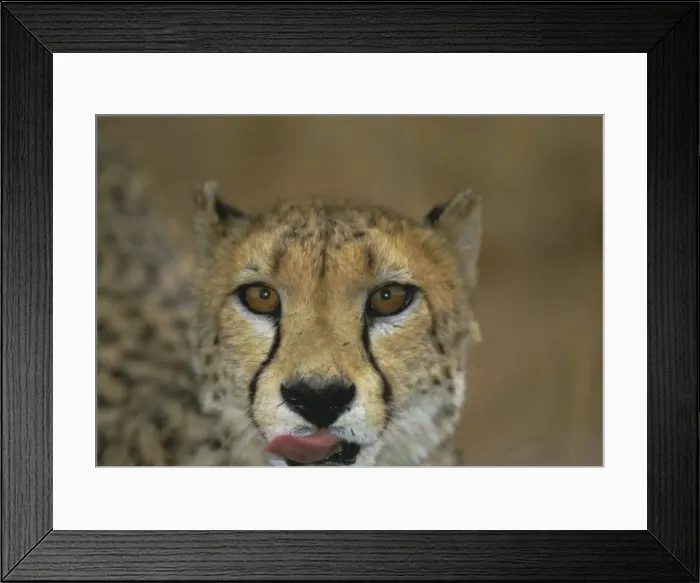 Framed Print : Headshot of a cheetah Framed Print : Headshot of a cheetah
