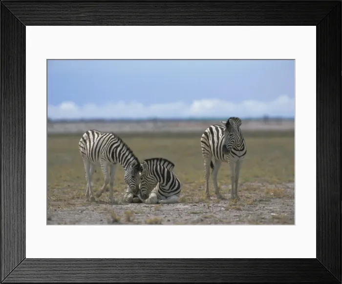 Framed Print : Plains zebras Framed Print : Plains zebras