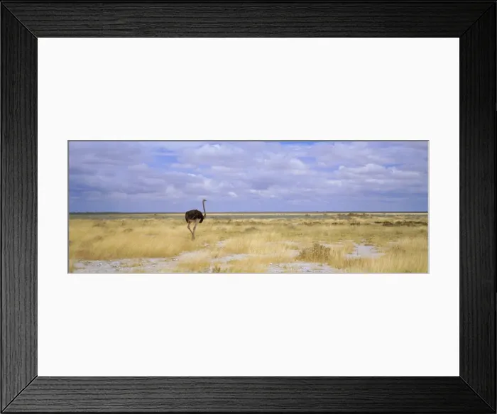 Framed Print : Ostrich, Etosha National Park Framed Print : Ostrich, Etosha National Park