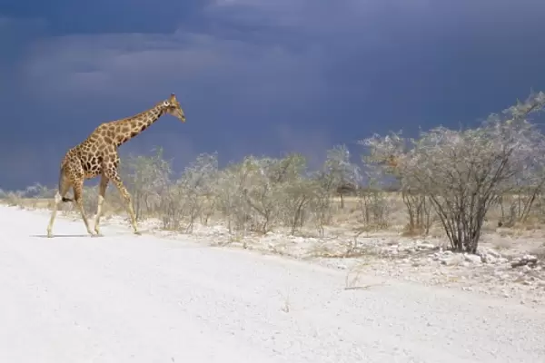 Giraffe and storm clouds