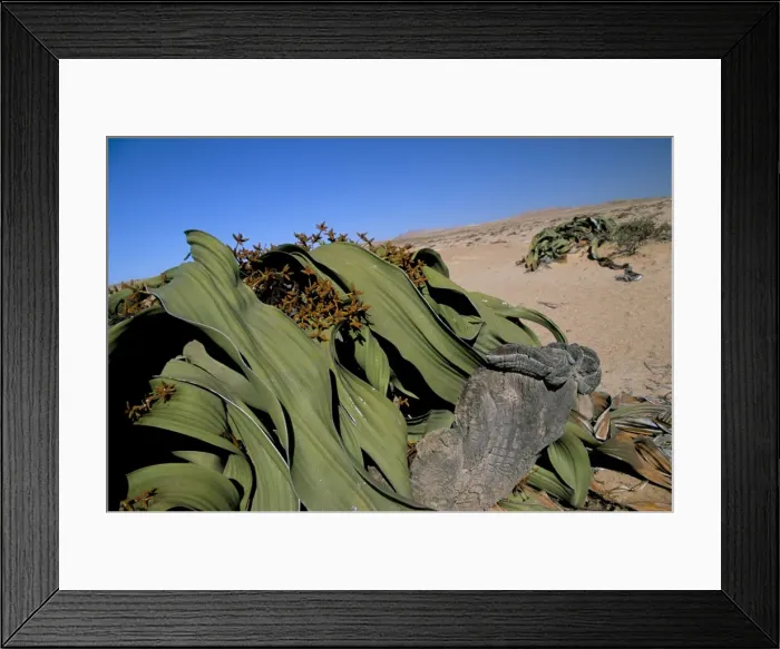 Framed Print : Welwitschia (Welwitschia mirabilis) Framed Print : Welwitschia (Welwitschia mirabilis)