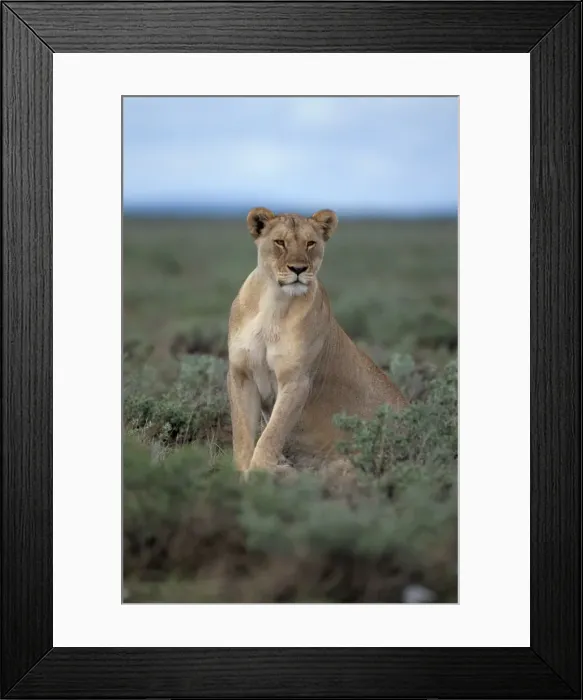 Framed Print : Lioness (Panthera leo) Framed Print : Lioness (Panthera leo)