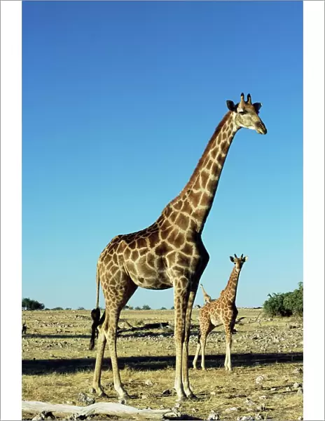Giraffe, Giraffa camelopardalis