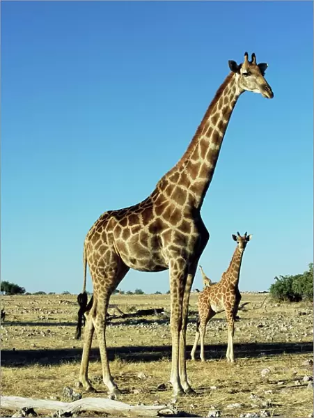 Giraffe, Giraffa camelopardalis