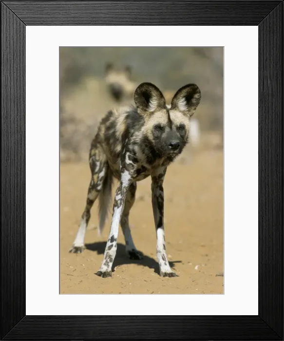 Framed Print : Wild dog (Lycaon pictus) in captivity