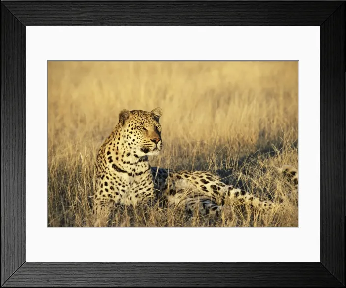 Framed Print : Leopard, Panthera pardus Framed Print : Leopard, Panthera pardus