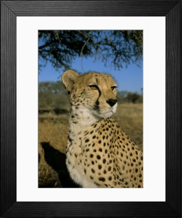 Framed Print : Cheetah (Acinonyx jubatus) in captivity Framed Print : Cheetah (Acinonyx jubatus) in captivity