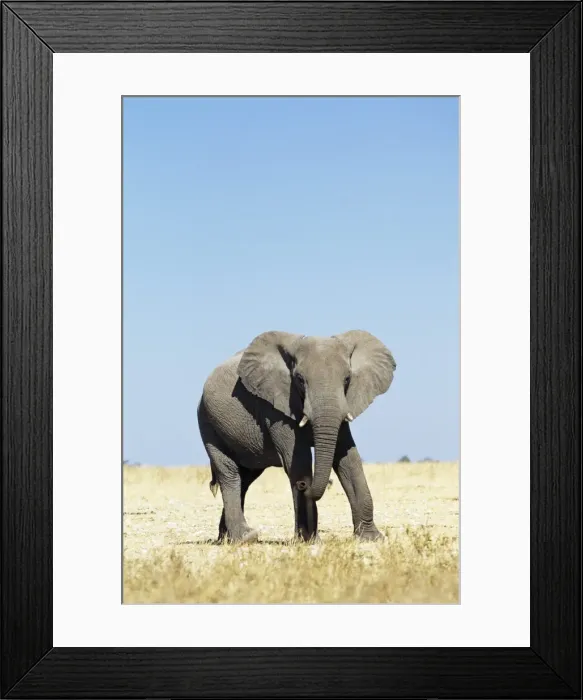 Framed Print : Bull African elephants Framed Print : Bull African elephants