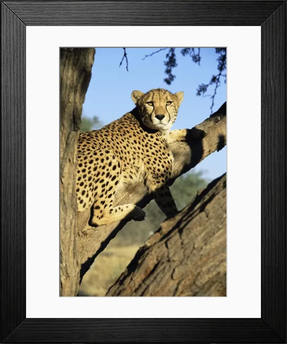Framed Print : Cheetah, Acinonyx jubartus Framed Print : Cheetah, Acinonyx jubartus