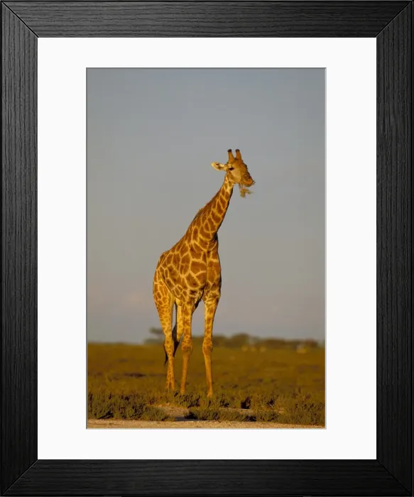 Framed Print : Giraffe (Giraffa camelopardalis) grazing Framed Print : Giraffe (Giraffa camelopardalis) grazing