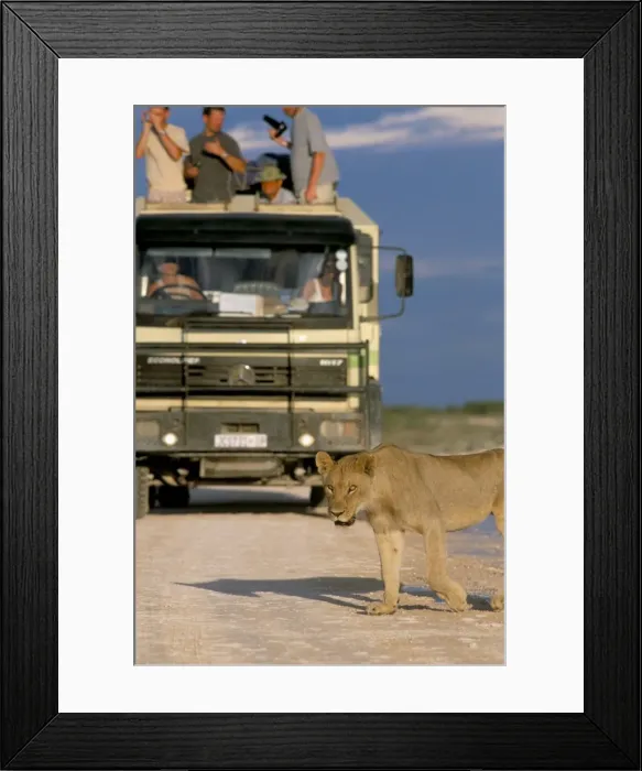 Framed Print : Tourists and lion (Panthera leo) Framed Print : Tourists and lion (Panthera leo)