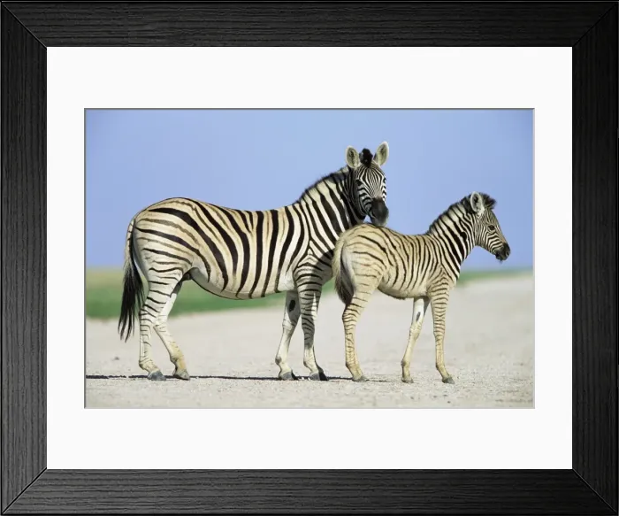 Framed Print : Burchells (Plains) zebra Framed Print : Burchells (Plains) zebra