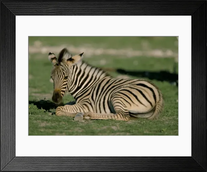 Framed Print : Foal of Burchells (Plains) zebra (Equus burchelli) Framed Print : Foal of Burchells (Plains) zebra (Equus burchelli)