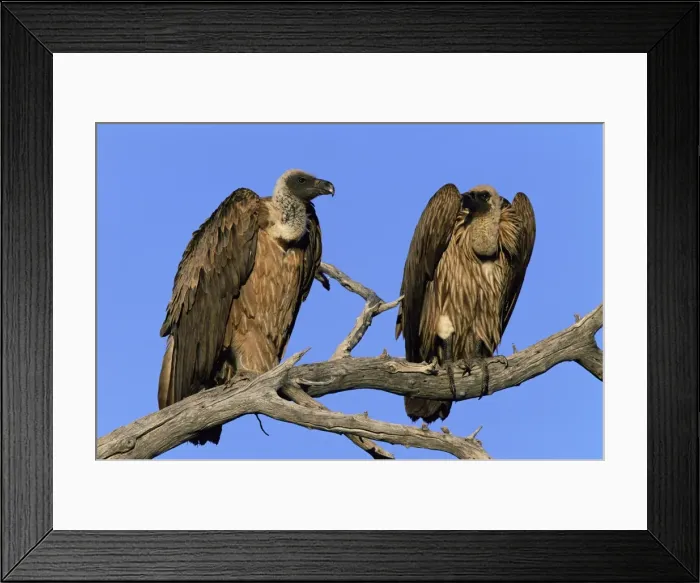 Framed Print : Two whitebacked vultures Framed Print : Two whitebacked vultures