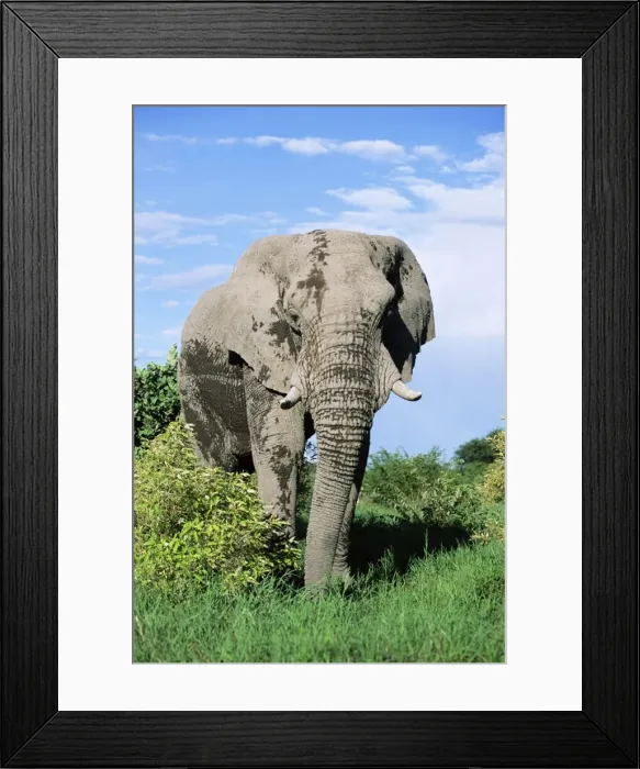 Framed Print : Bull African elephant Framed Print : Bull African elephant
