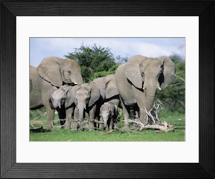 Framed Print : African elephants Framed Print : African elephants