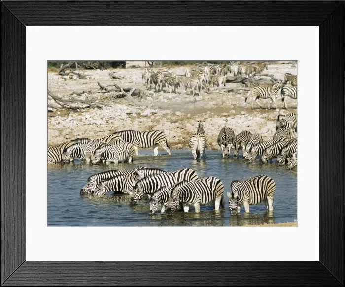 Framed Print : Burchells zebra Framed Print : Burchells zebra