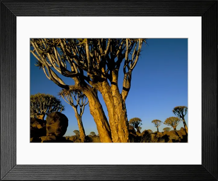 Framed Print : Close-up of a quiver tree (Aloe dichotoma) Framed Print : Close-up of a quiver tree (Aloe dichotoma)