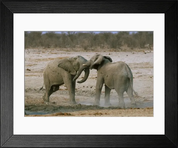 Framed Print : Two African elephants (Loxodonta africana) fighting Framed Print : Two African elephants (Loxodonta africana) fighting