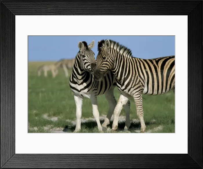 Framed Print : Burchells (Plains) zebra (Equus burchelli) Framed Print : Burchells (Plains) zebra (Equus burchelli)