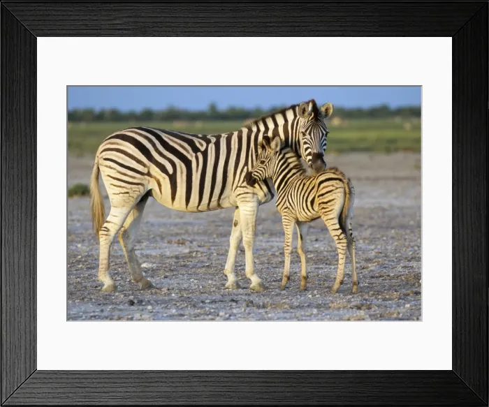 Framed Print : Burchells zebra (Equus burchelli) with foal Framed Print : Burchells zebra (Equus burchelli) with foal
