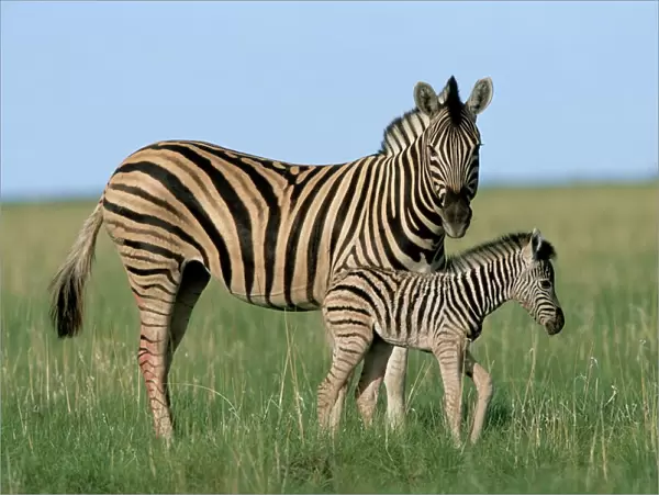 Burchells (Plains) zebra with newborn foal (Equus burchelli)