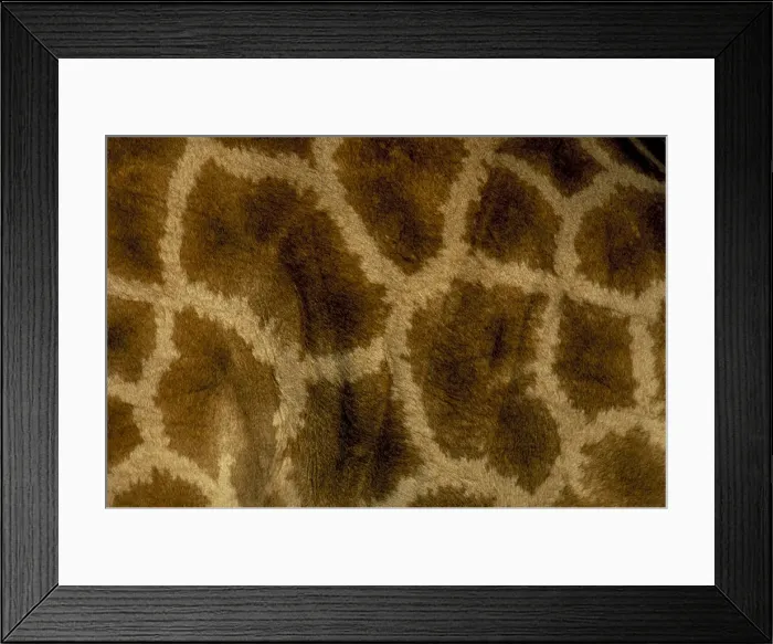 Framed Print : Close-up of coat pattern of giraffe (Giraffa camelopardalis) Framed Print : Close-up of coat pattern of giraffe (Giraffa camelopardalis)