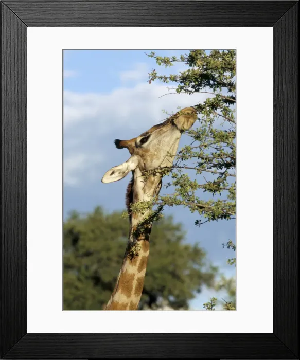 Framed Print : Giraffe (Giraffa camelopardalis) browsing Framed Print : Giraffe (Giraffa camelopardalis) browsing