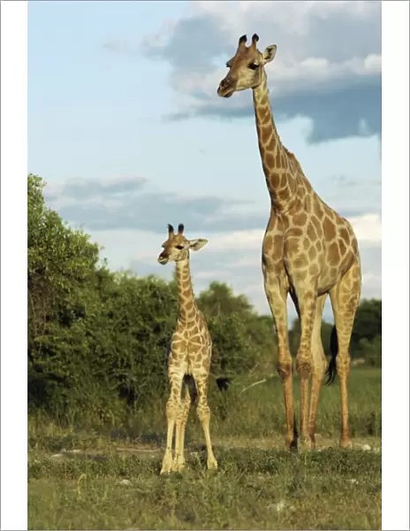 Adult and young giraffe (Giraffa camelopardalis)