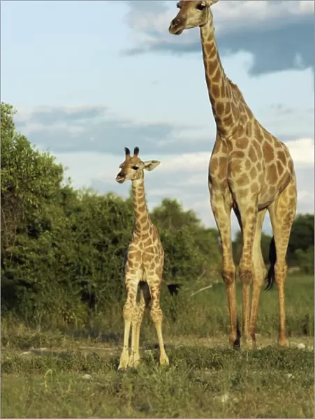 Adult and young giraffe (Giraffa camelopardalis)