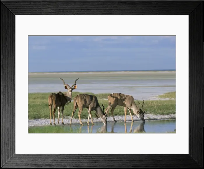 Framed Print : Greater kudu Framed Print : Greater kudu