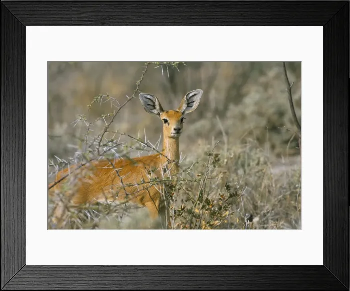 Framed Print : Female steenbok (Raphicerus campestris) Framed Print : Female steenbok (Raphicerus campestris)