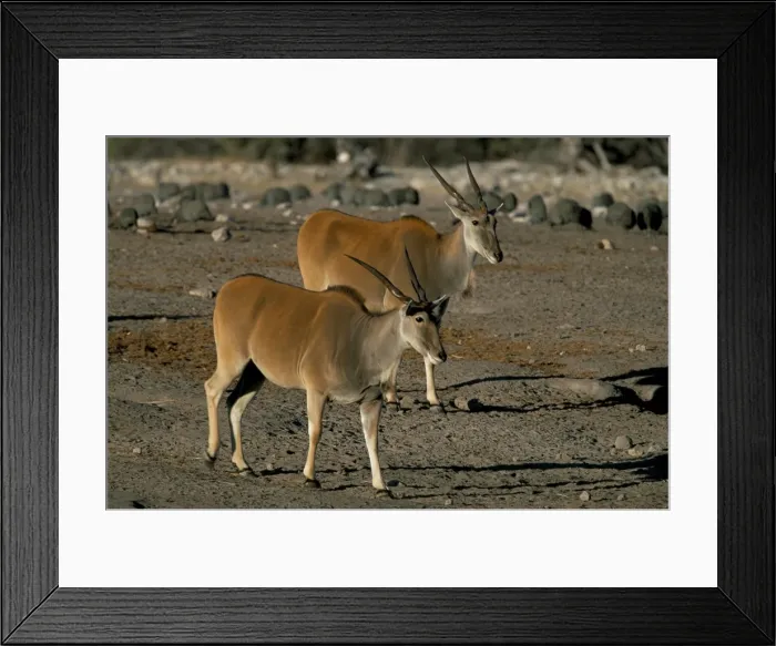 Framed Print : Eland (Taurotragus oryx) Framed Print : Eland (Taurotragus oryx)