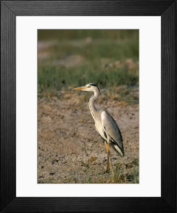 Framed Print : Grey heron (Ardea cinerea) Framed Print : Grey heron (Ardea cinerea)
