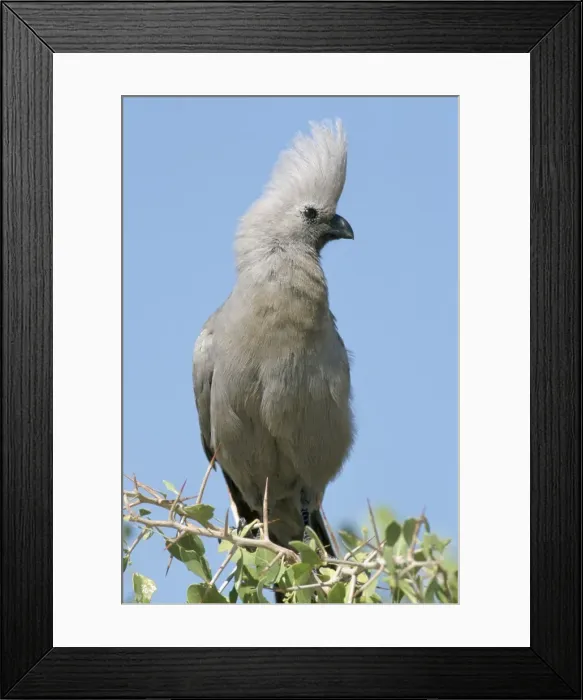 Framed Print : Grey lourie (Corythaixoides concolor) Framed Print : Grey lourie (Corythaixoides concolor)