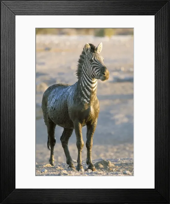 Framed Print : Burchells zebra (Equus burchelli) covered in mud Framed Print : Burchells zebra (Equus burchelli) covered in mud