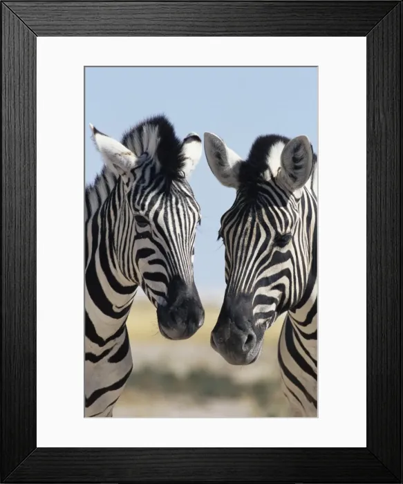 Framed Print : Two Burchells zebra Framed Print : Two Burchells zebra