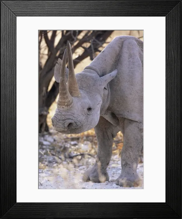 Framed Print : Black rhinoceros (Diceros bicornis) Framed Print : Black rhinoceros (Diceros bicornis)